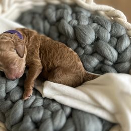 Poodle Puppies from Miller Creek Standard Poodles