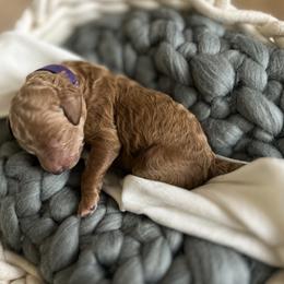 Poodle Puppies from Miller Creek Standard Poodles