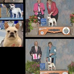 Bulldog and French Bulldog All Grown Up from Empire Bulldogs & French Bulldogs