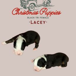 Miniature Australian Shepherd Puppies from Mini Aussie Finery