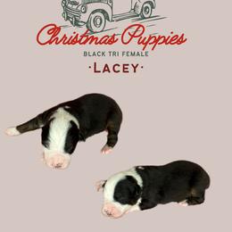 Miniature Australian Shepherd Puppies from Mini Aussie Finery