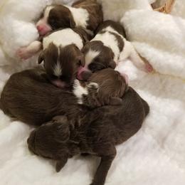 Portuguese Water Dog Puppies from Prized Family Porties