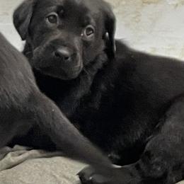 Bruno - Black male Labrador Retriever puppy in Arlington, Iowa from Uncle Bucks Labrador Retrievers