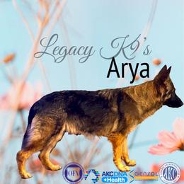 Arya - German Shepherd