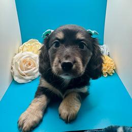 Female 1 - Black and cream female Dachshund puppy in Snow Camp, North Carolina from V's Southern Angels