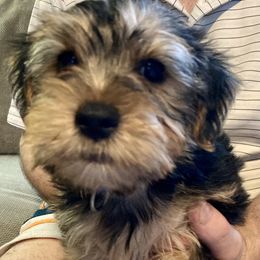 Assorted Doodle Crosses, Double Doodle, Maltipoo, Morkie, and Yorkipoo Puppies from Danza Bolo