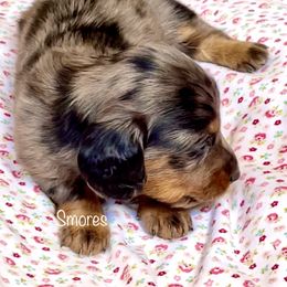 Aussiedoodle, Australian Shepherd, Dachshund, and Miniature Australian Shepherd Puppies from Bline’s Awesome Aussies at the Bline Family Farm