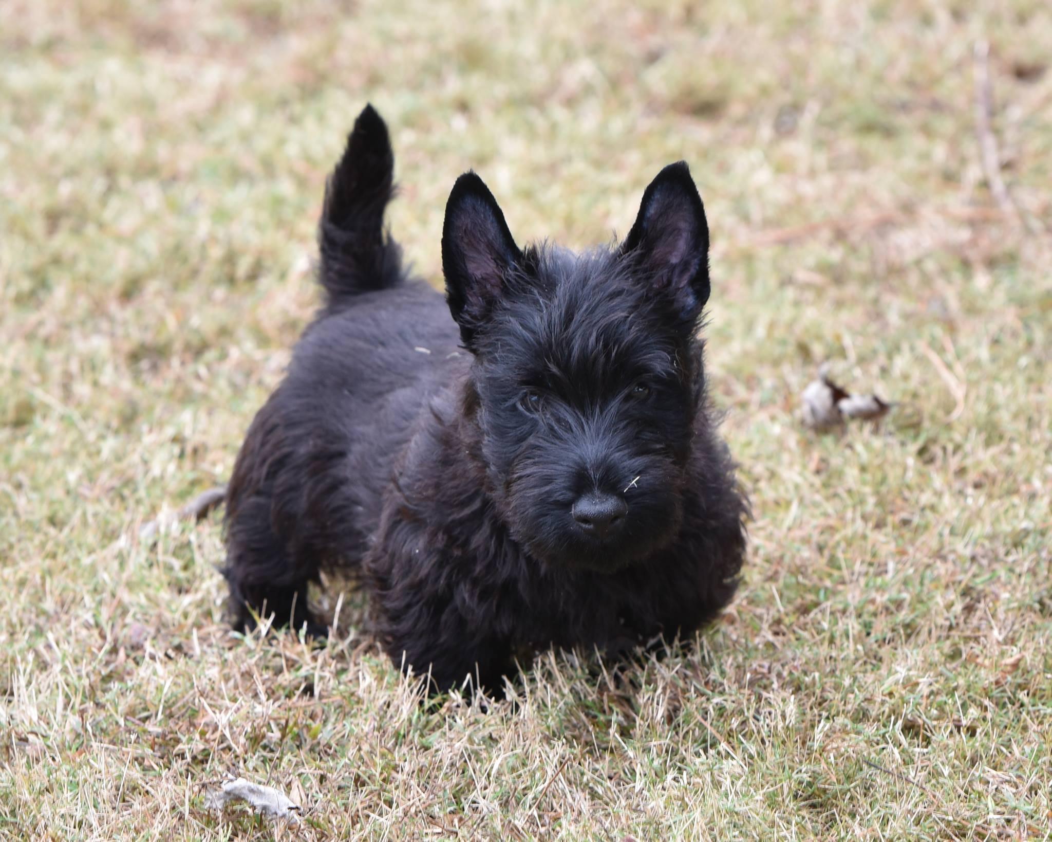 Auld Aberdeen Kennels in Montana Scottish Terrier puppies Good Dog