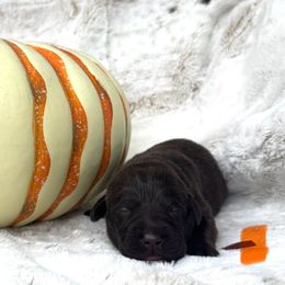 Orange Collar Female - Chocolate female Labrador Retriever puppy in Kissimmee, Florida from SunState Labs