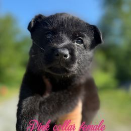Pink collar - Black female German Shepherd puppy in Canterbury, Connecticut from Nachtwaechter German Shepherds, LLC