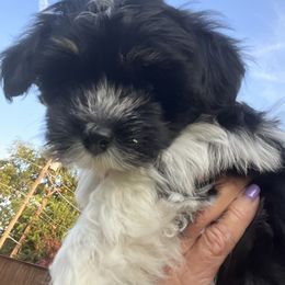 Lennon - Black and white male Havanese puppy in North Richland Hills, Texas from A Royal Havanese Court