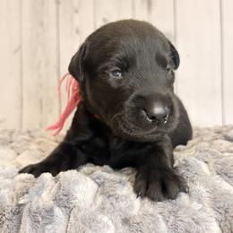 Dark Pink Collar Black Female - Black male Labrador Retriever puppy in Gainesville, Georgia from Rucker Retrievers