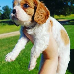 Cavalier King Charles Spaniel Puppies from Jackson's Cavaliers