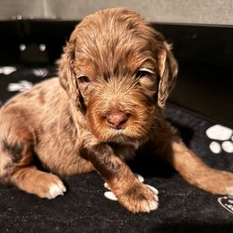 Bernedoodle, Cockapoo, and Goldendoodle Puppies from Avery Doodle Day LLC