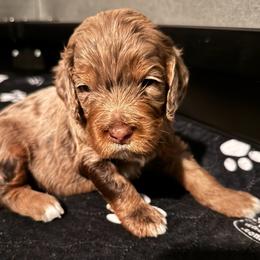 Bernedoodle, Cockapoo, and Goldendoodle Puppies from Avery Doodle Day LLC