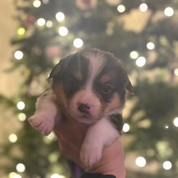 Girl 2 - Sable female Pembroke Welsh Corgi puppy in Sacramento, California from 777 Corgis