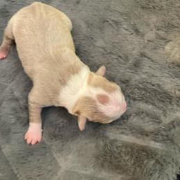 Winfield - Lilac male Boston Terrier puppy in Brick Township, New Jersey from Nettles Nuggets