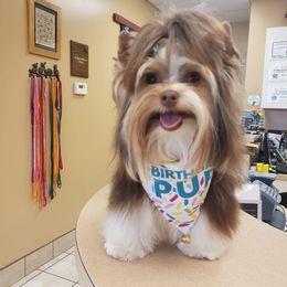Yorkshire Terrier All Grown Up from Absolut' Parti Yorkies