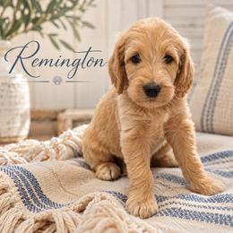 Remington - Cream male Double Doodle puppy in Whitsett, North Carolina from Rock Creek Doodles NC