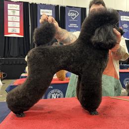 Tink - Poodle
