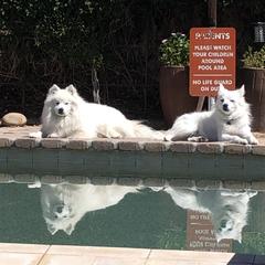 American Eskimo Dogs from Colleen’s Eskimos