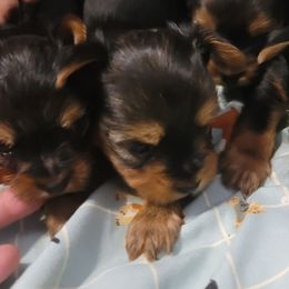 Girl 2 - Black and gold female Yorkshire Terrier puppy in Gilbert, Arizona from Yorkie Your Soulmate Puppy