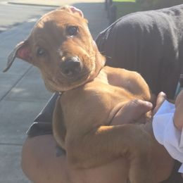 Brody- Red M - Red male German Pinscher puppy in Chatham, Virginia from Wild Mountain Haven K9