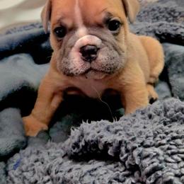 Girl 3 - Fawn female Bulldog puppy in Lewisberry, Pennsylvania from Salted Rim Corgis