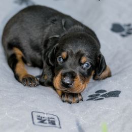 Mr Black Collar - Black and rust male Doberman Pinscher puppy in Poolville, Texas from Tx Pups