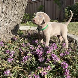 Weimaraner Puppies from Baird Weims - AKC registered