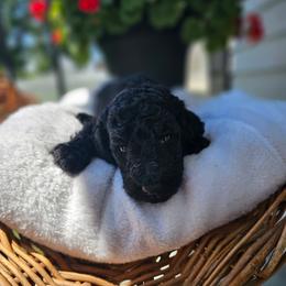 Girl 5 - female Poodle puppy in Columbia, South Carolina from Tommy Jones