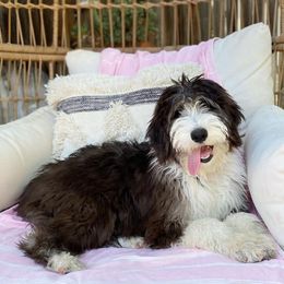 Aussiedoodle All Grown Up from Blu’s Aussiedoodles