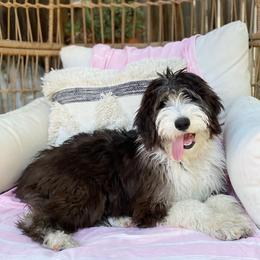 Aussiedoodle All Grown Up from Blu’s Aussiedoodles