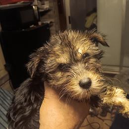 Buster - Black and tan male Yorkshire Terrier puppy in Redford Township, Michigan from Childress Yorkies