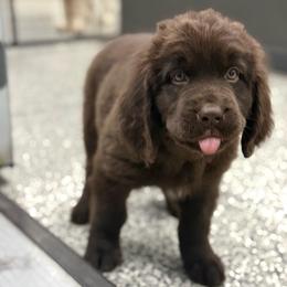 Cookie - Brown female Newfoundland puppy in Saukville, Wisconsin from Crossroads Canines ~ Newfoundland Dogs