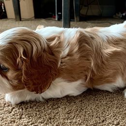 Cavalier King Charles Spaniel Puppies from Gold Country Cavaliers