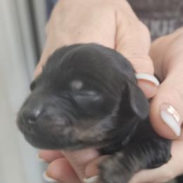 G2 - Black and tan female Dachshund puppy in Austin, Texas from Glorious Minis