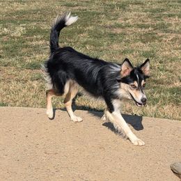 Journie - Border Collie