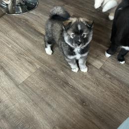 Boy 3 - Tri-color male Pomsky puppy in Harpers Ferry, West Virginia from Brandie Kelley