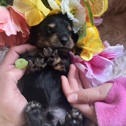 Boy 1 - Black and tan Dachshund puppy in Missoula, Montana from Rocky Mountain Dachshunds