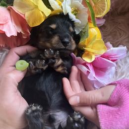 Boy 1 - Black and tan Dachshund puppy in Missoula, Montana from Rocky Mountain Dachshunds