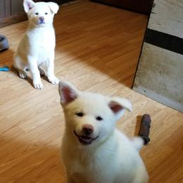 Japanese Akitainu Puppies from Four Seasons Akita (Shikisou)