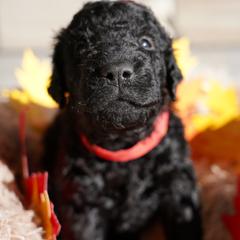 Curly-Coated Retriever Puppies from CHAPARRAL CURLY RETRIEVERS