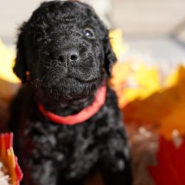 Curly-Coated Retriever Puppies from CHAPARRAL CURLY RETRIEVERS