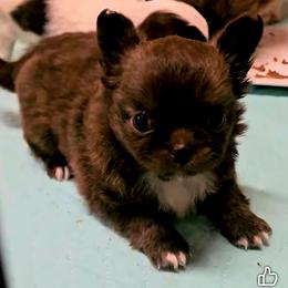 Mazie - Chocolate brindled fawn female Chihuahua puppy in Robeline, Louisiana from Cane River Chihuahuas