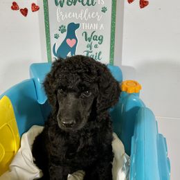 Girl 1 - Brown Poodle puppy in Florida from Gwen's Poodles