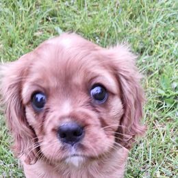 Cavalier King Charles Spaniel Puppies from Empress Cavaliers