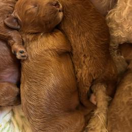 Fisher - Red  male Goldendoodle puppy in Lillington, North Carolina from Peace, Love, and Puppies at the Creek