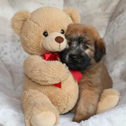 Zendaya - Soft Coated Wheaten Terrier