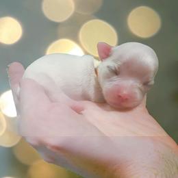 Wren - White female Maltese puppy in Belleville, Michigan from Michigan Maltese Puppies